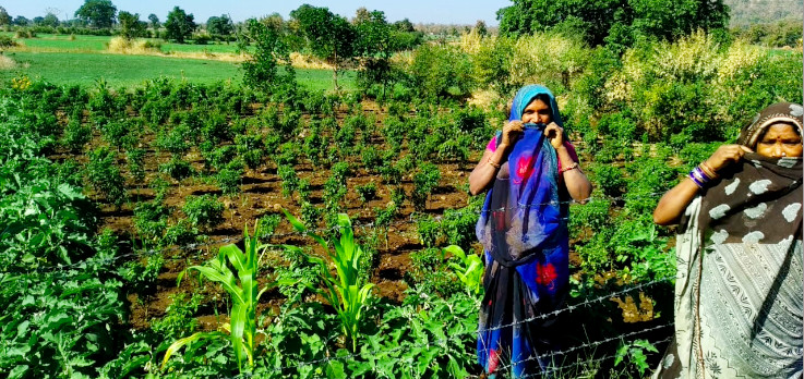 Natural farming and kitchen garden