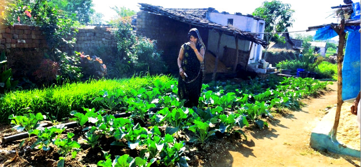 Kitchen garden produce