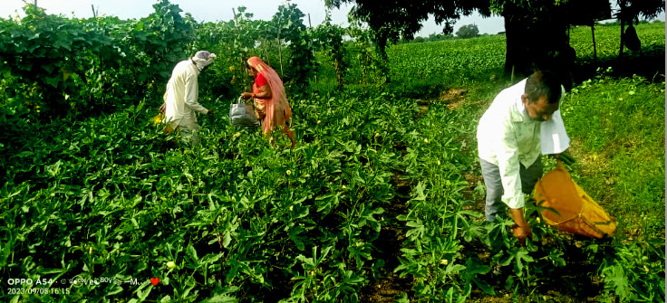 Natural farming vegetables