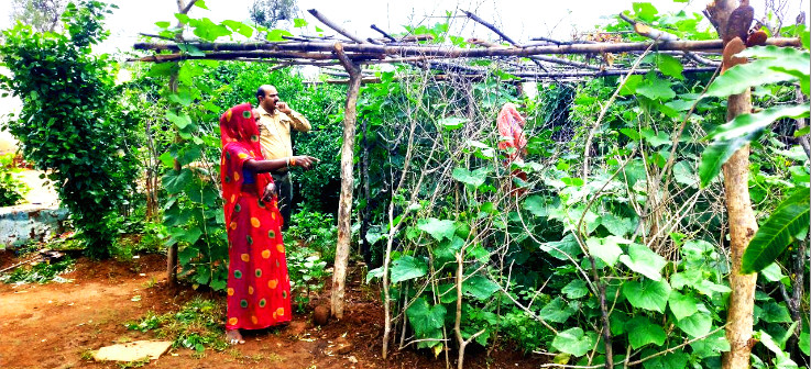 Kitchen Garden