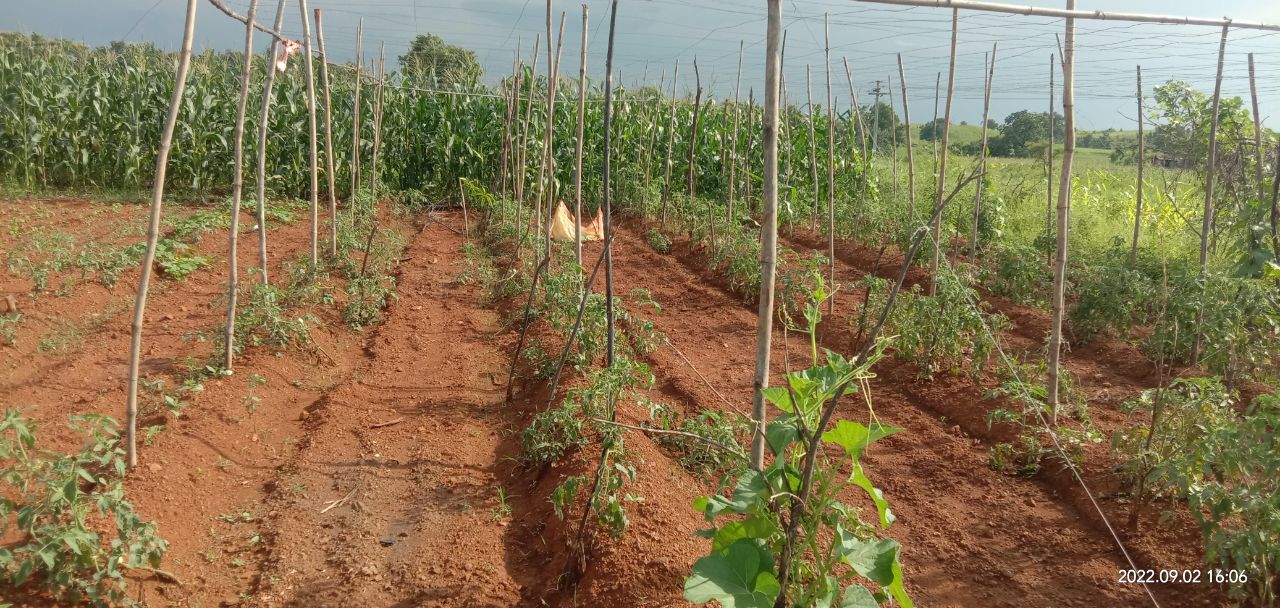 Natural Farming and Crop Trellising